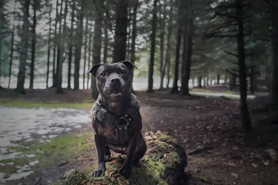 Dog wearing harness outdoors