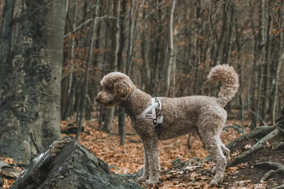 Dog wearing harness outdoors
