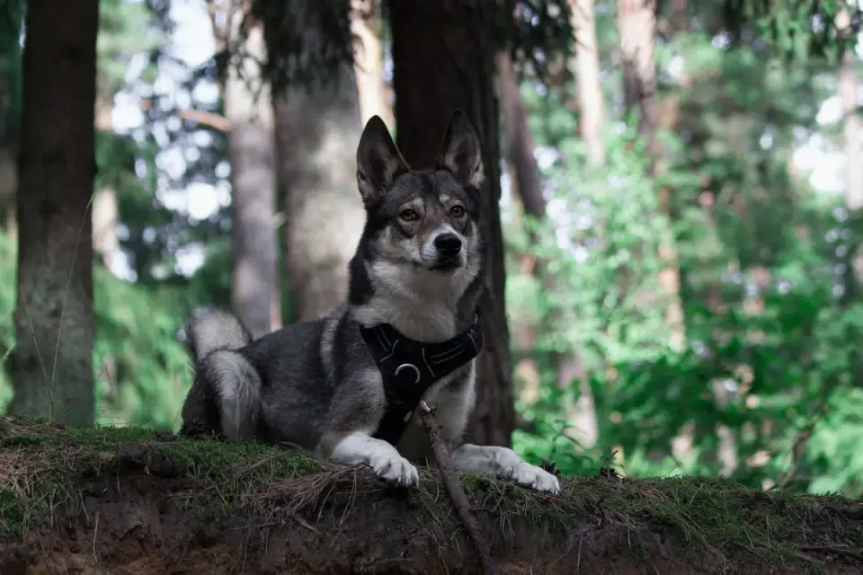 Dog wearing harness outdoors