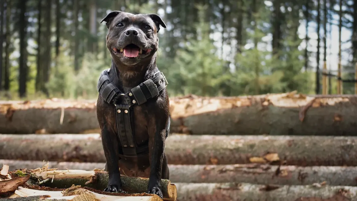 Dog wearing harness outdoors
