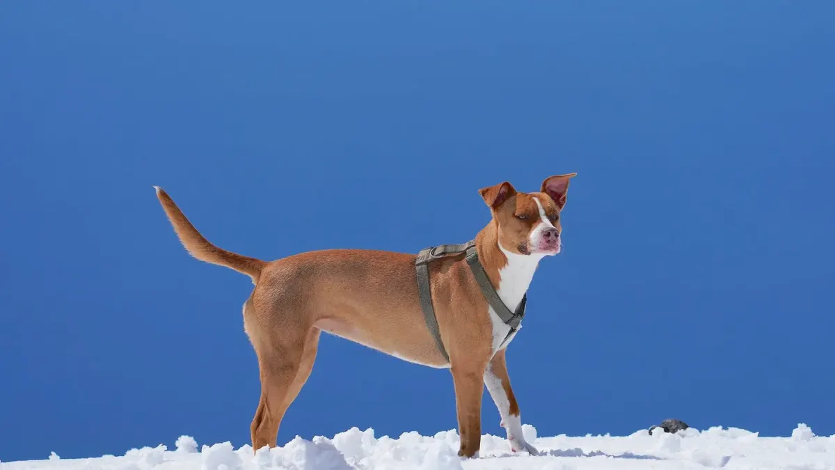 Dog wearing harness outdoors