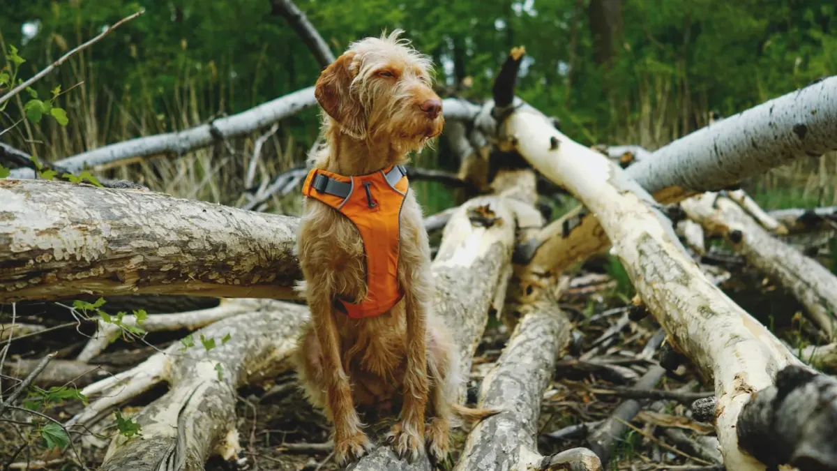 Dog wearing harness outdoors