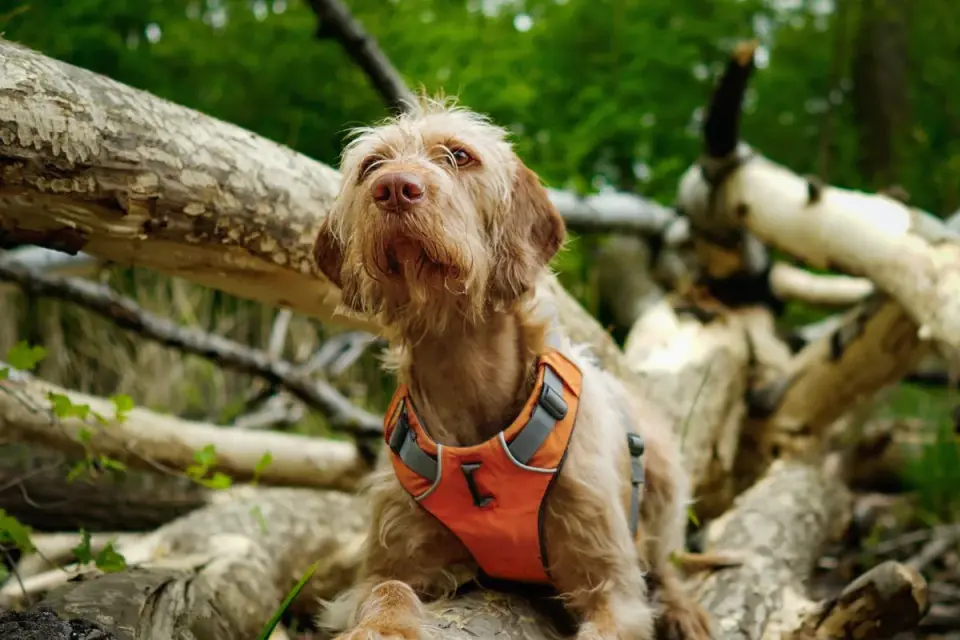 Dog wearing harness outdoors