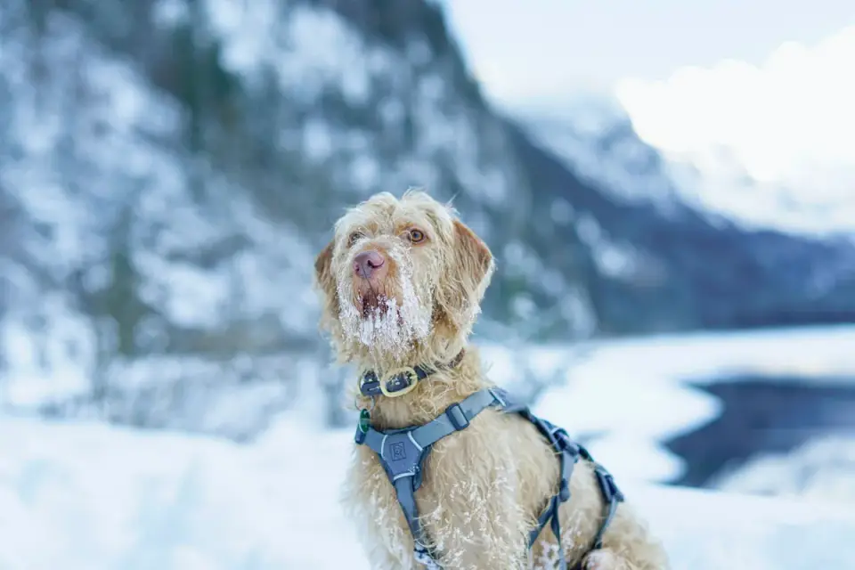 Dog wearing harness outdoors
