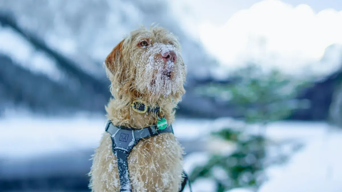 Dog wearing harness outdoors