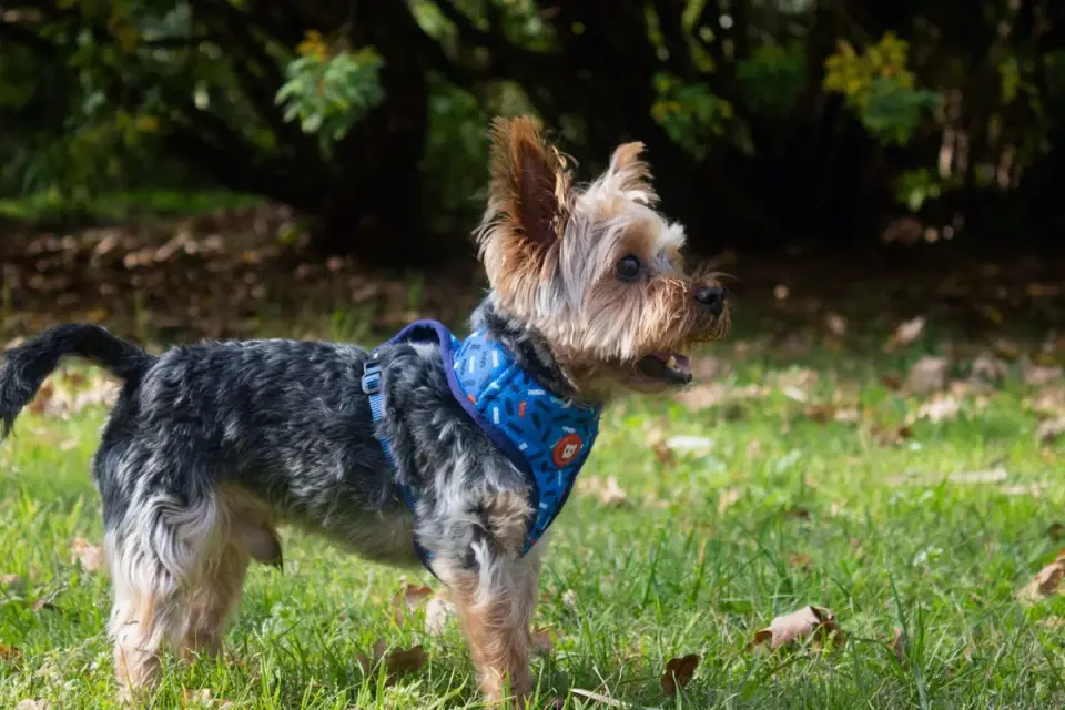 Dog with a gardening owner