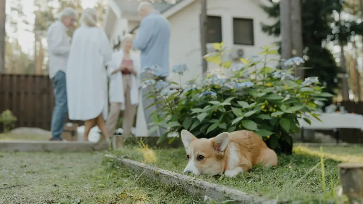 Dog with a gardening owner