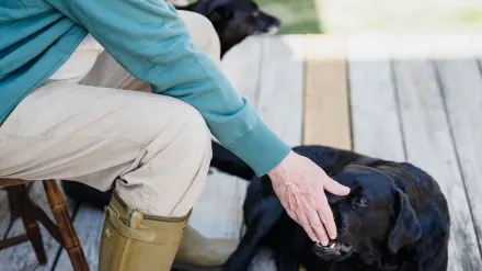 Dog with an owner at home