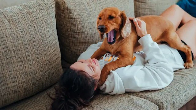 Dog with an owner