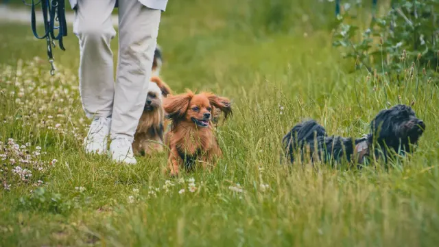 Dogs walking outdoors on leashes