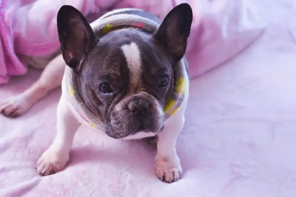 French bulldog portrait