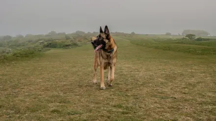 German shepherd standing outdoors