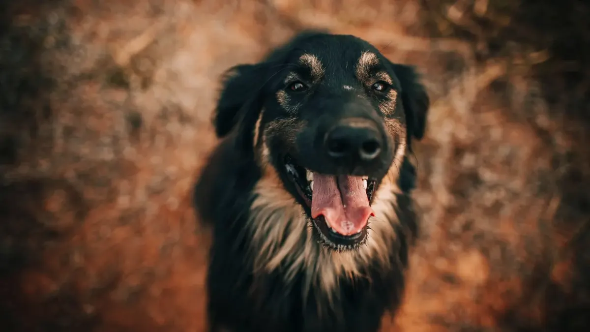 German shepherd standing outdoors