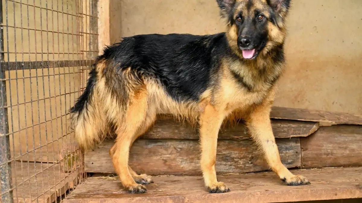 German shepherd standing outdoors