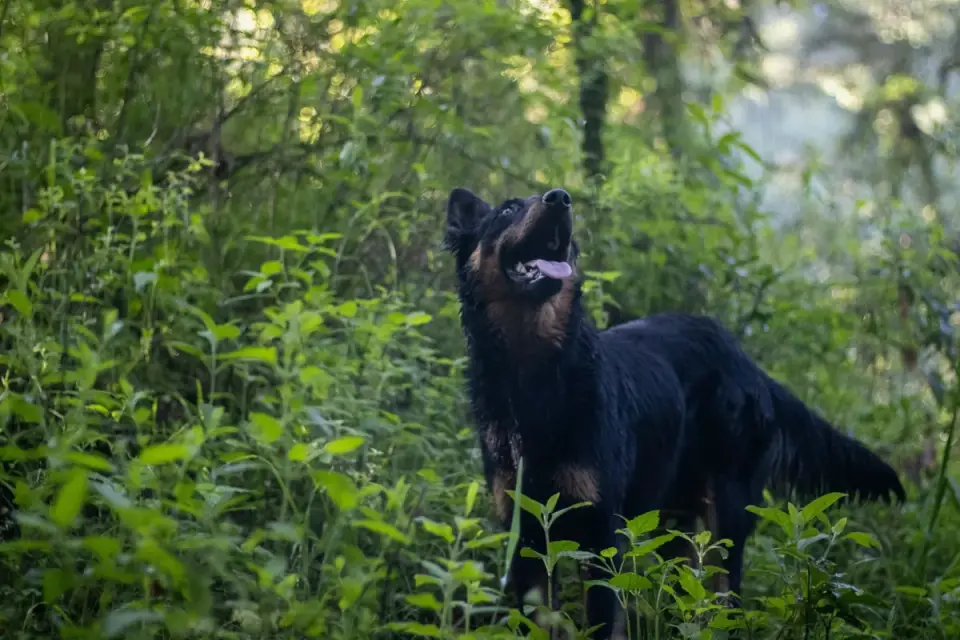 German shepherd standing outdoors