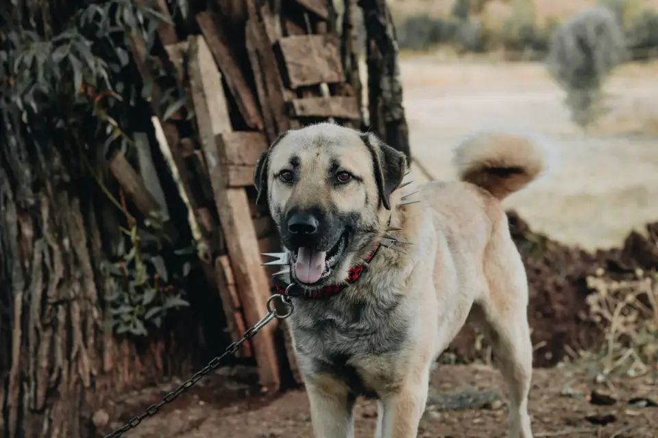 German shepherd standing outdoors