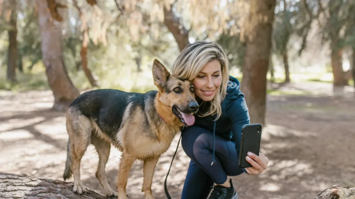 German shepherd standing outdoors