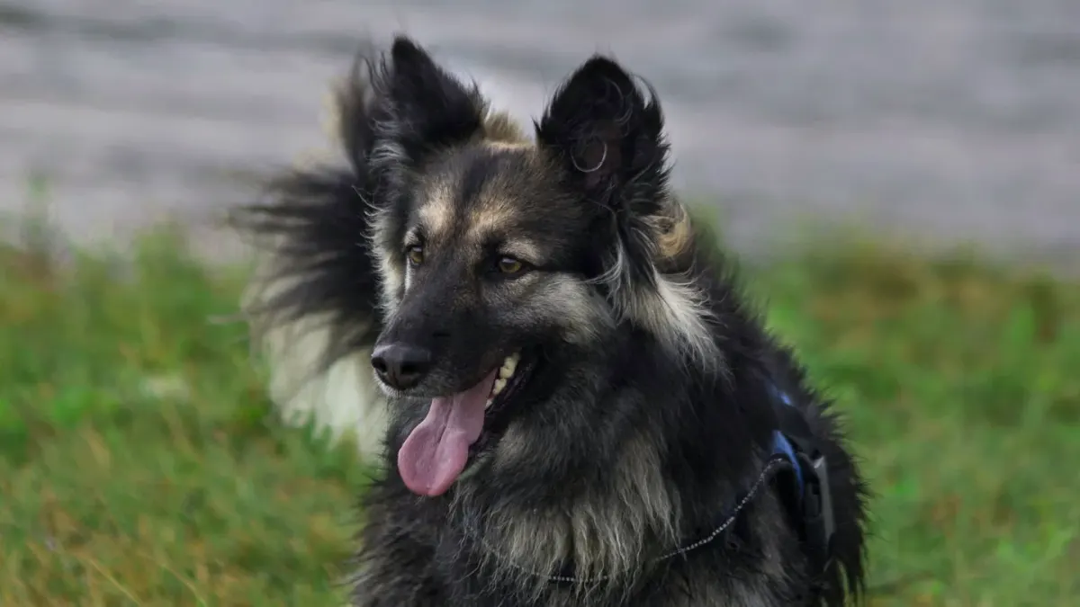 German shepherd standing outdoors