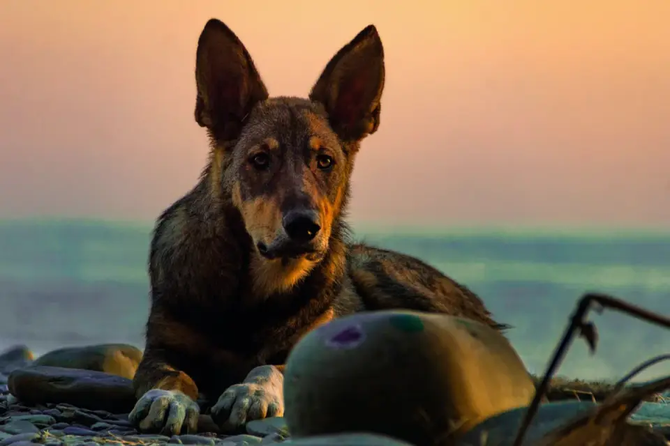 German shepherd standing outdoors
