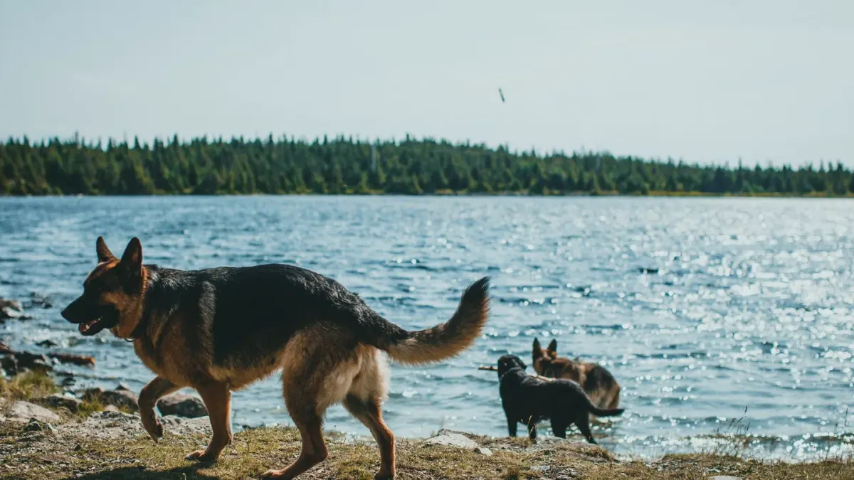 German shepherd standing outdoors