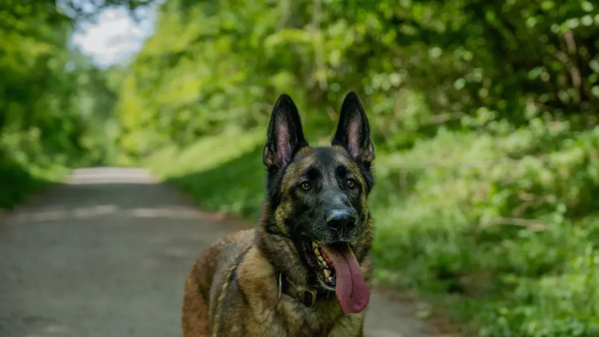 German shepherd standing outdoors