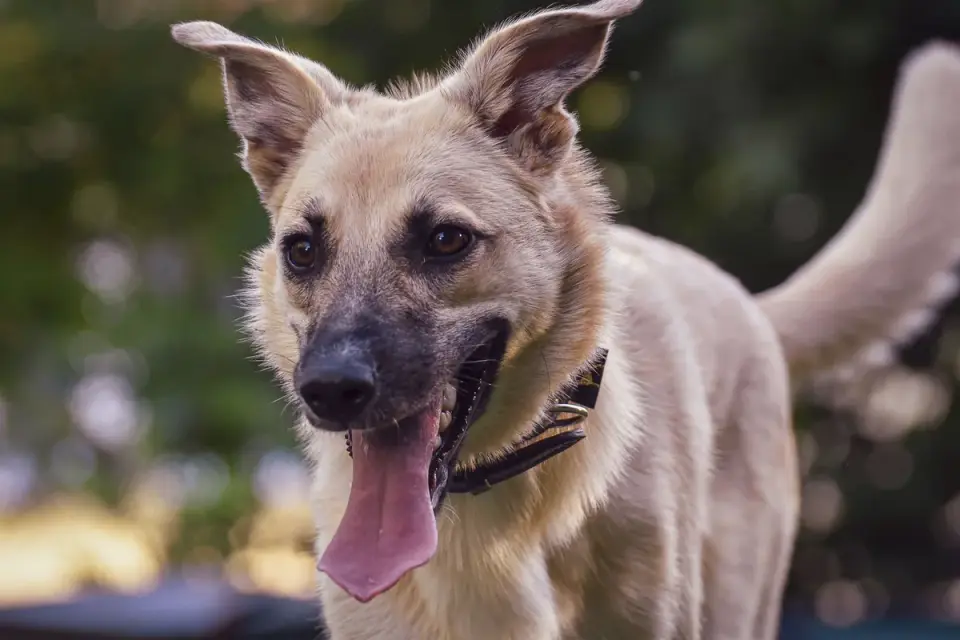 German shepherd standing outdoors