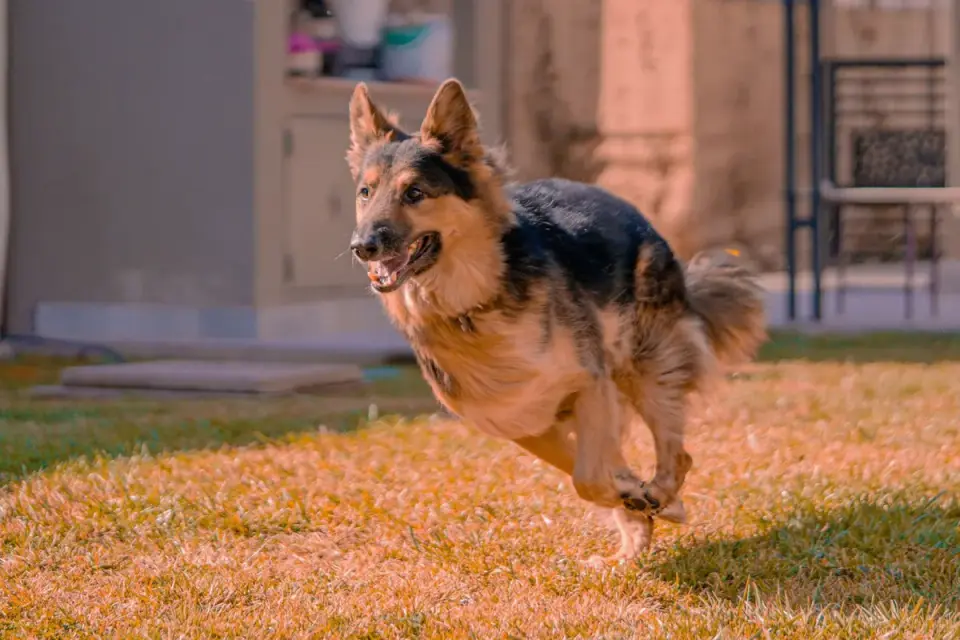 German shepherd standing outdoors