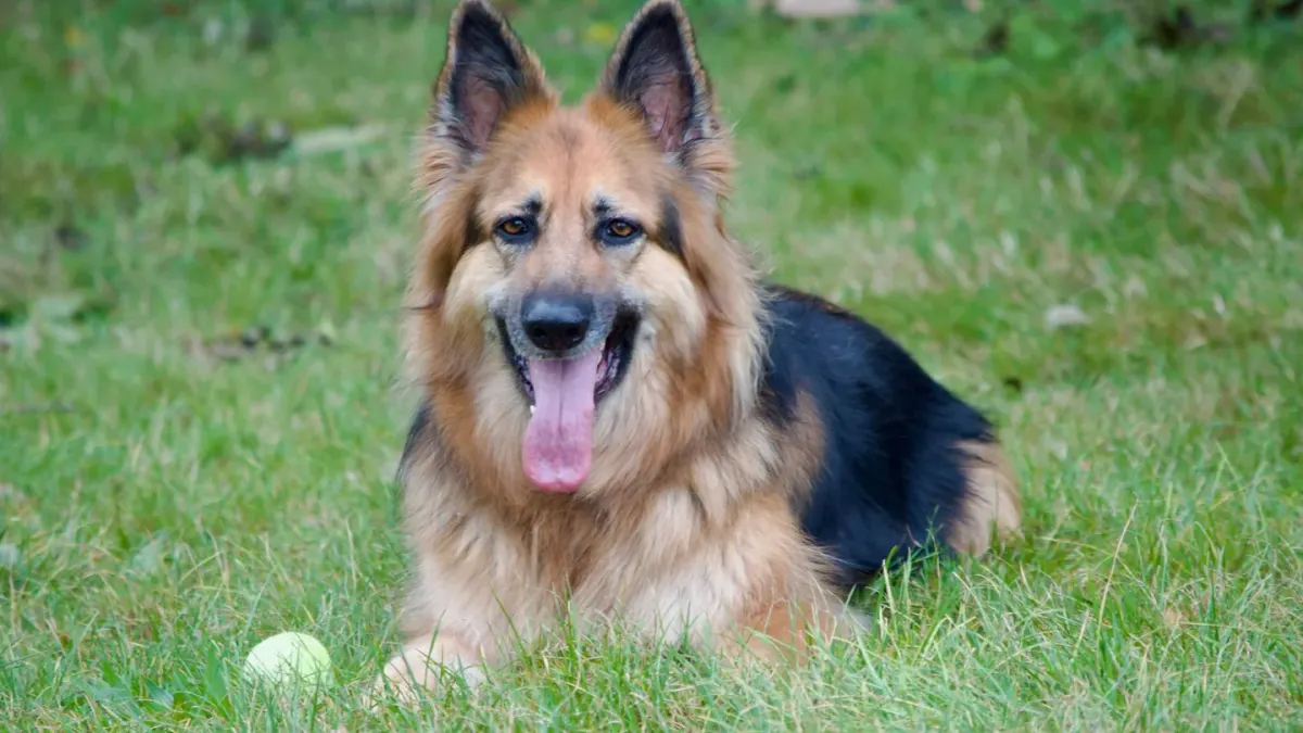 German shepherd standing outdoors