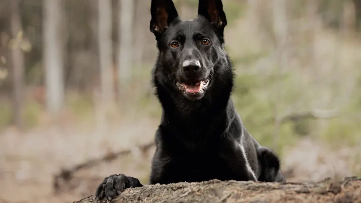German shepherd standing outdoors