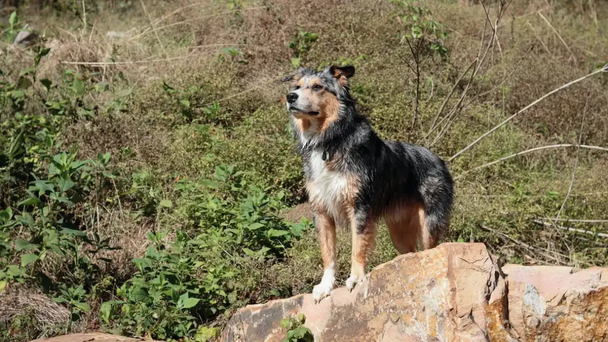 German shepherd standing outdoors