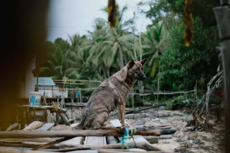 German shepherd standing outdoors