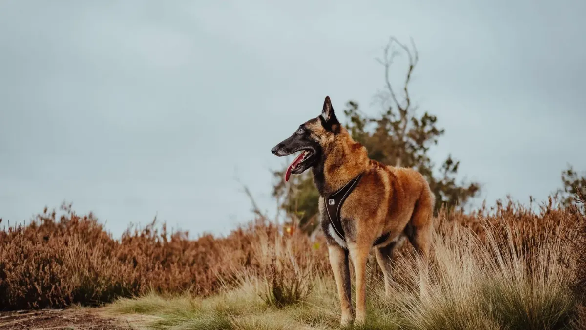 German shepherd standing outdoors