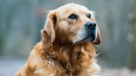 Golden retriever portrait