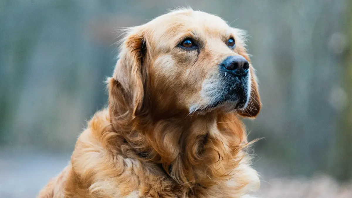 Golden retriever portrait