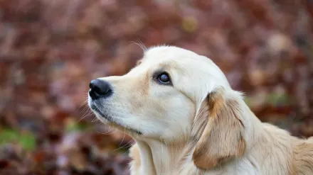 Golden retriever portrait