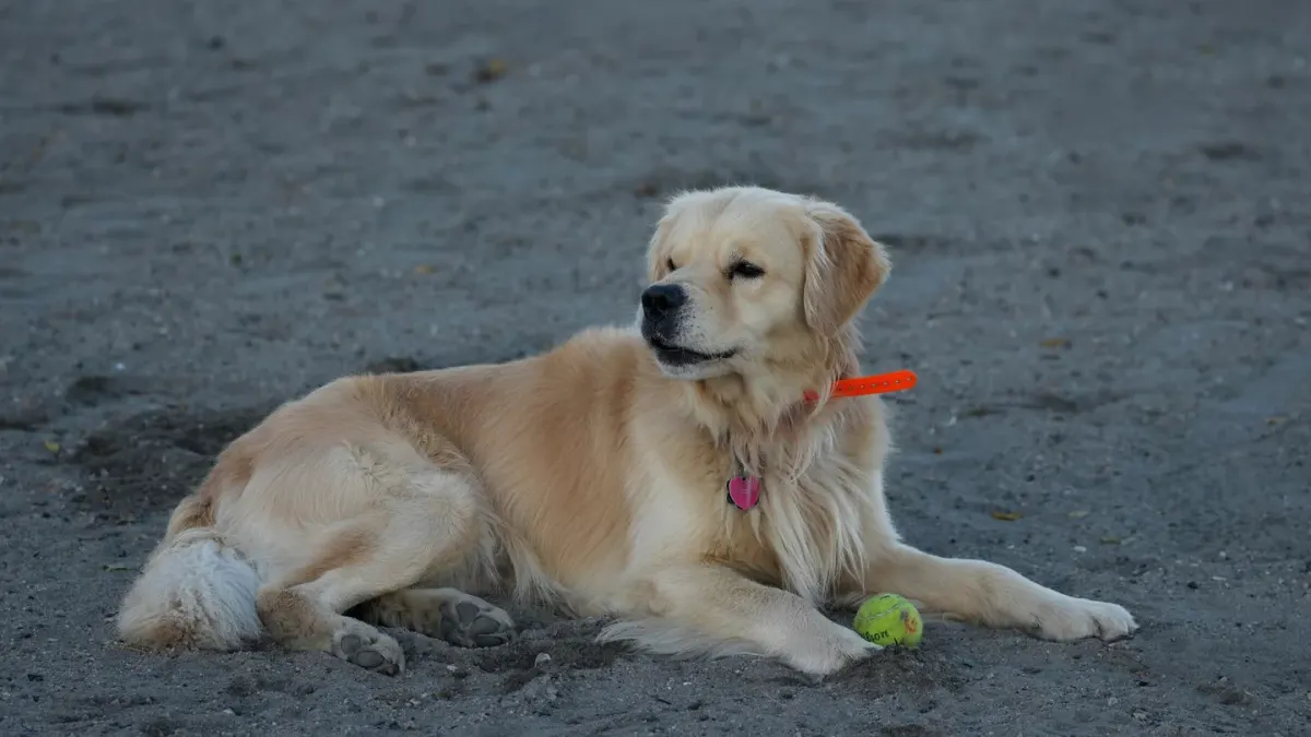 Golden retriever portrait