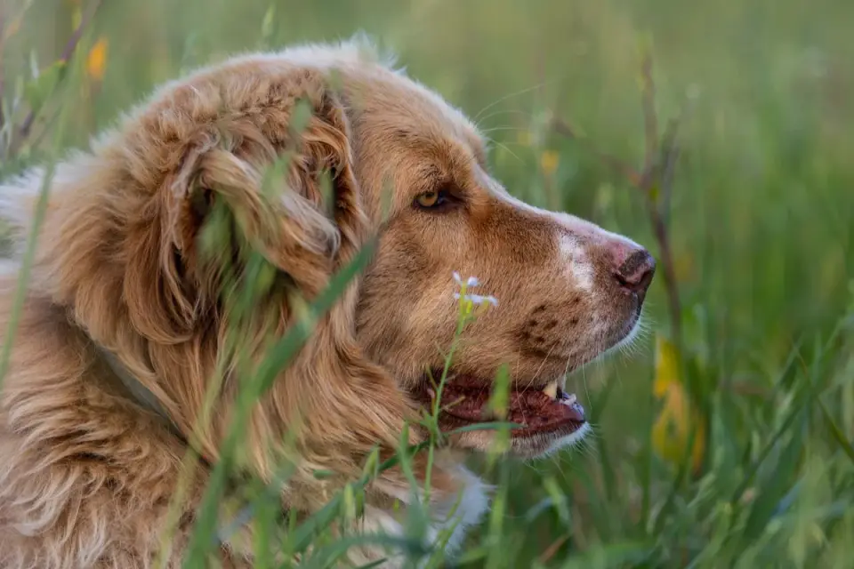 Golden retriever portrait