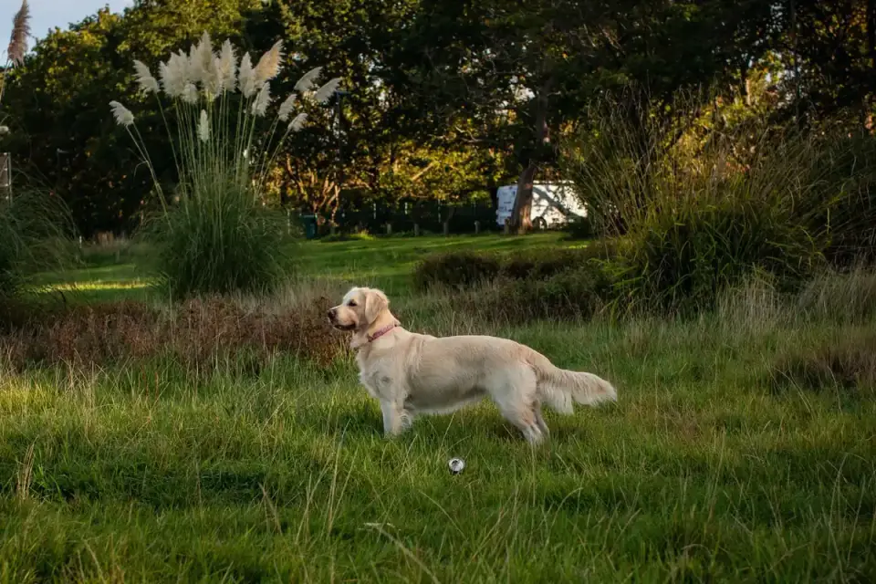 Golden retriever portrait