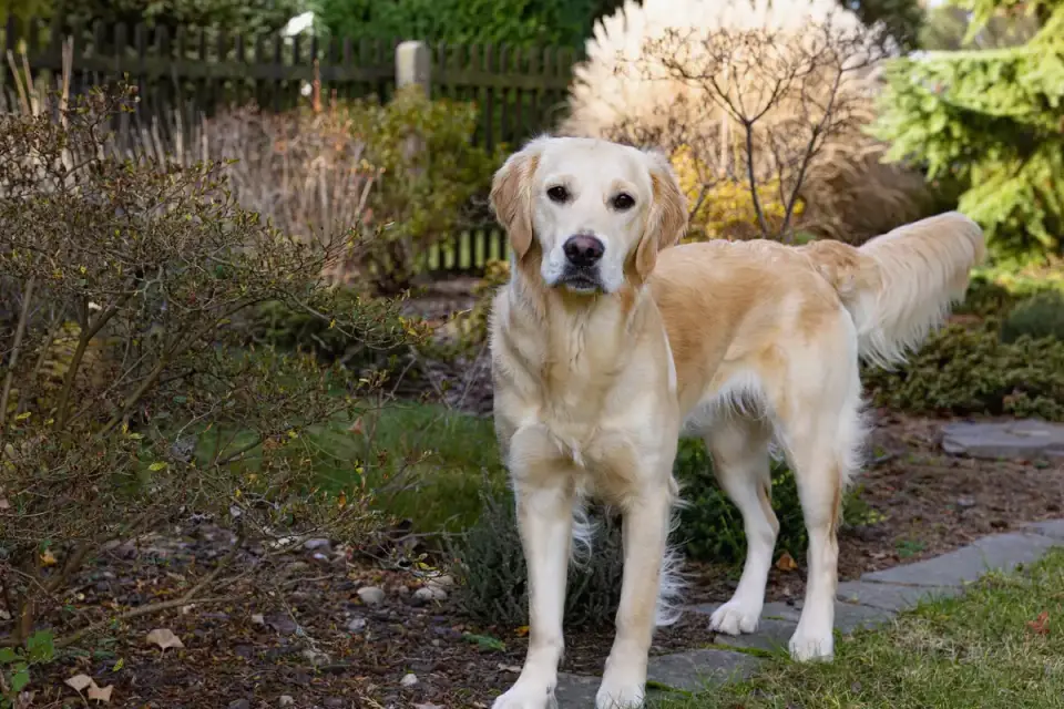 Golden retriever portrait