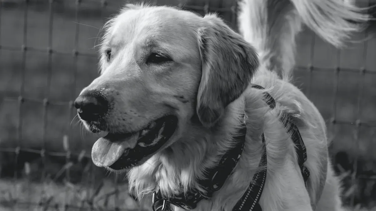 Golden retriever portrait