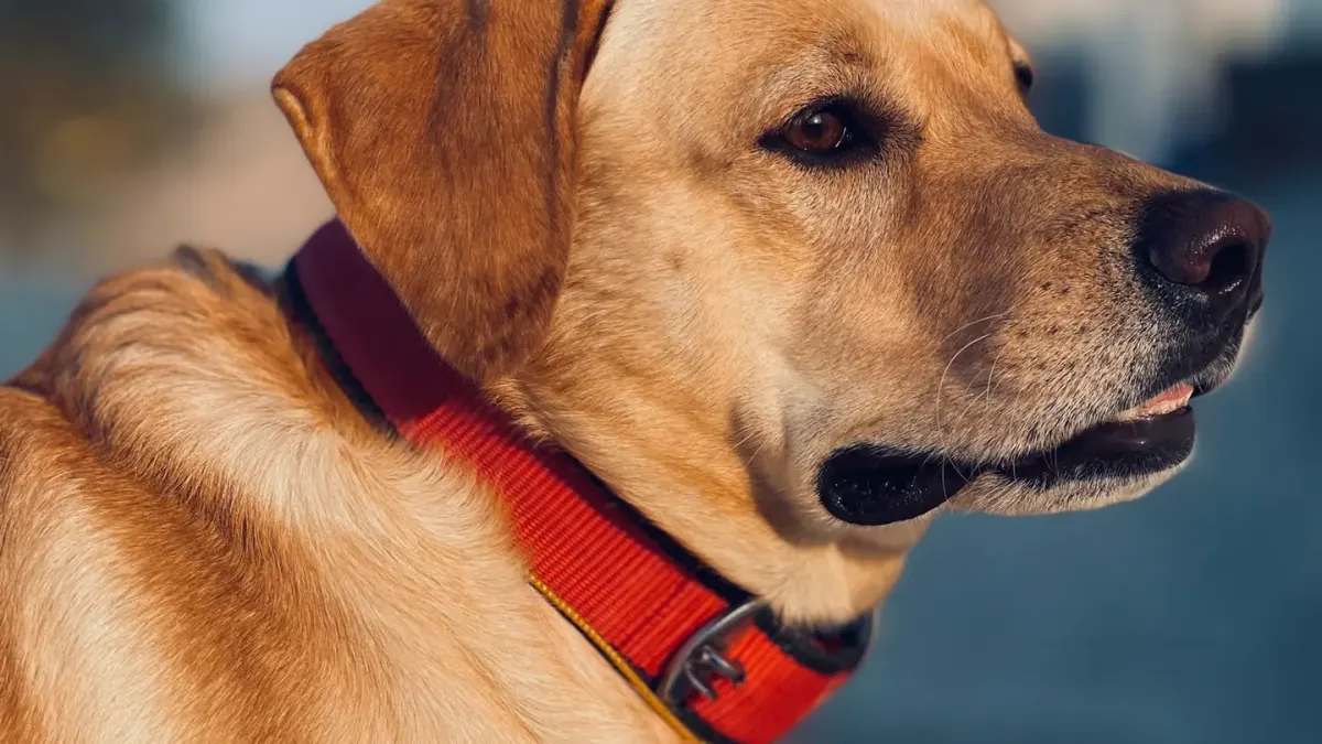 Golden retriever portrait