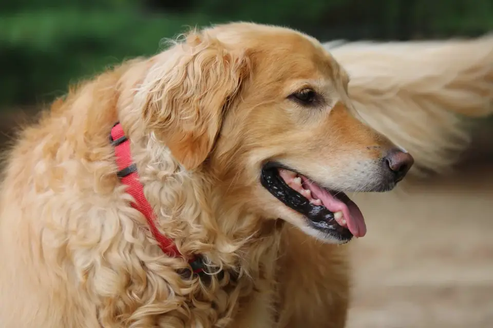 Golden retriever portrait