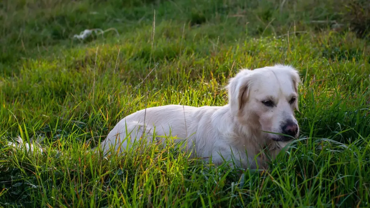Golden retriever portrait