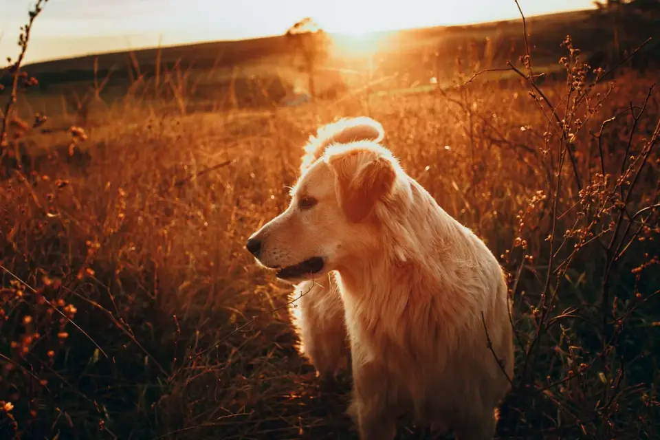 Golden retriever portrait
