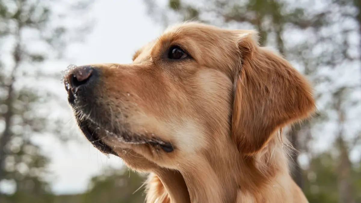 Golden retriever portrait