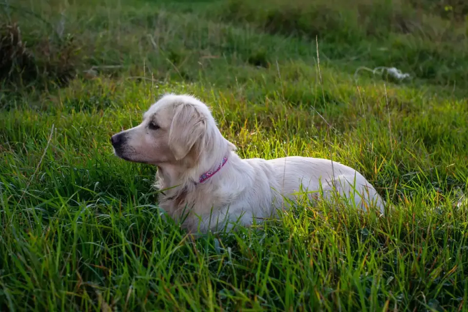 Golden retriever portrait