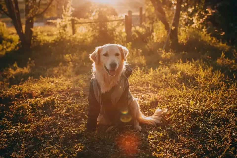 Golden retriever portrait