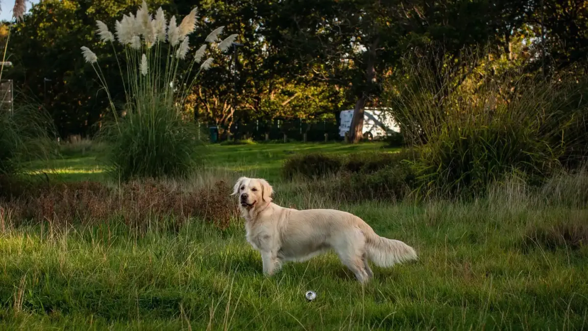 Golden retriever portrait