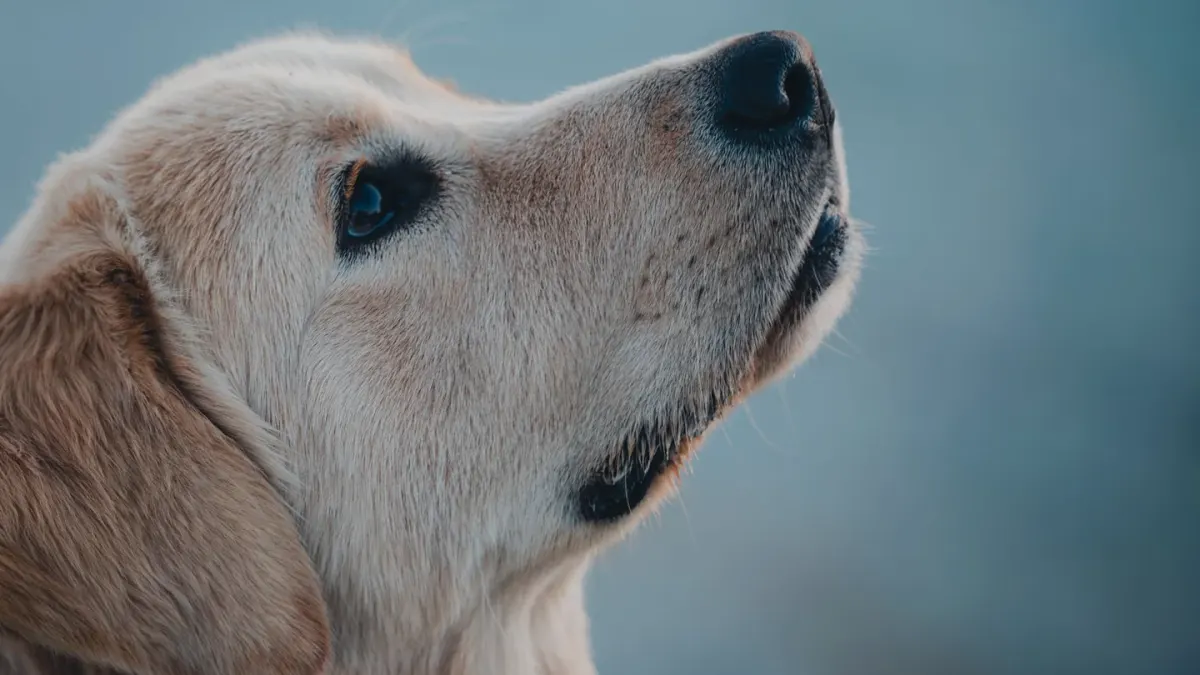 Golden retriever portrait