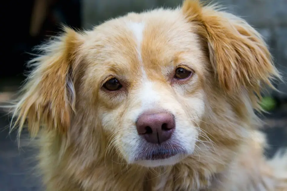 Golden retriever portrait